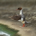 Goosander flapping wings, Farmoor 2
