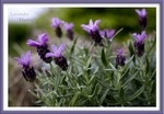 Lavender 'Madrid'