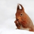 Red Squirrel