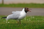 Black-headed Gull