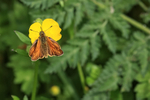 Large Skipper feeding on buttercup, Yorkshire Wolds, UK