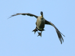 Hawaiian Goose on landing approach, Kilauea Point, Kauai