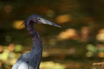 Little Blue Heron, Corkscrew Swamp, Florida