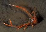 Munida rugosa