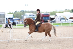 Class 314 - Family Horse - Pony portfolio
