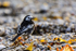 Wagtail