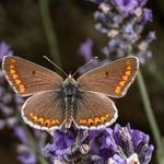 Brown argus ( Aricia agestis)