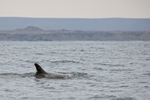 Risso's Dolphin surfaces off Chilean coast