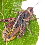 Brown Mountain Grasshoppers (Podisma pedestris)