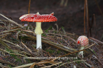 Red Cap Fungi  Ref 6728
