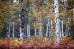 Silver Birch Autumn Colours