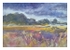 Cambridgeshire Lavender