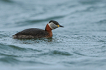 Red-necked Grebe, Farmoor Reservoir