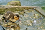 Fluffy Duckling