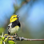 Setophaga virens male
