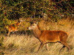 Red Deer