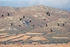 Common Cranes