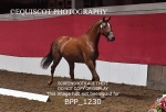 BPP_1230
