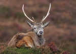 Red Deer