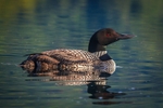 Loon on the Lake 4
