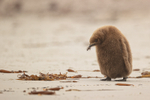 Downcast King Penguin chick, Saunders Island, Falklands