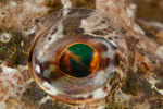 Taurulus bubalis eye detail