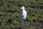 Cattle Egret
