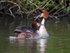 Great Crested Grebe