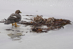 Shelter is a patch of kelp - Falkland Steamer Ducklings