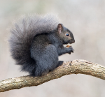 Grey Squirrel
