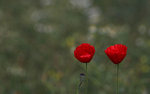 Poppies