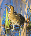Bittern