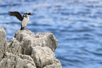 Imperial Shag flapping wings, Cape Bougainville, Falklands
