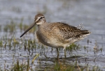 Long Billed Dowitcher