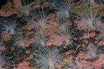 Protanthea simplex