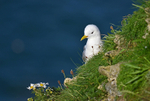Kittiwake