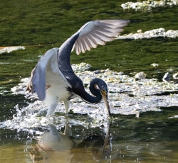 Tri-Colored-Heron _0042