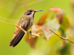 Brown Violet-ear portfolio