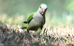Monk parakeet