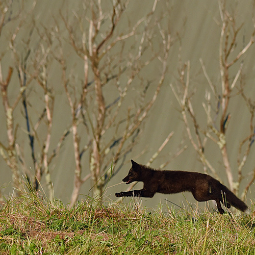 Airborne silver fox kit @ 4 months old.