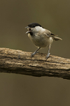 Marsh Tit