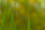 In the world of Damselflies