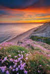 z3425 Summery Sunset, Shepherds Chine