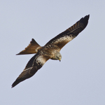 Red Kite
