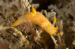 Crimora papillata