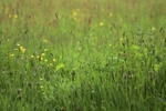 Meadow 1