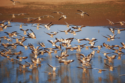 Chatra Sagar, Rajasthan Birds on lake - 3