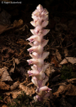 Toothwort