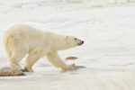 Polar Bear stepping on stones to cross icy water, Churchill, Canada