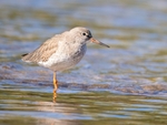 Redshank